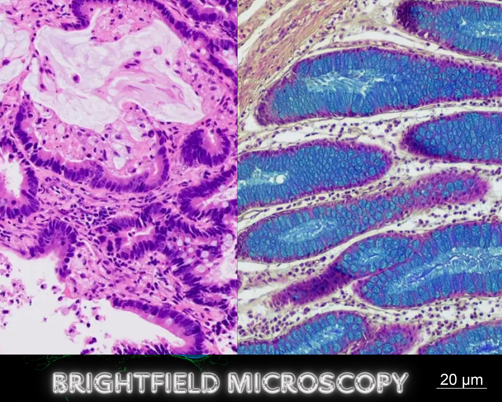 Bright-field microscopy image