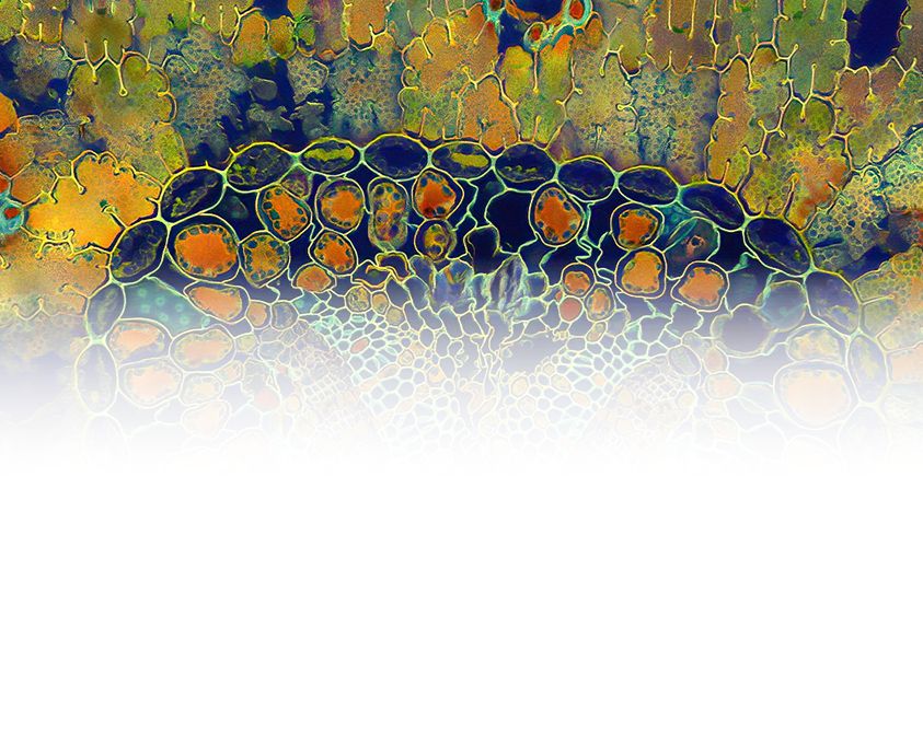 Professional microscopy system